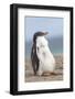 Gentoo Penguin on the Falkland Islands, Half Grown Chicks-Martin Zwick-Framed Photographic Print