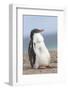 Gentoo Penguin on the Falkland Islands, Half Grown Chicks-Martin Zwick-Framed Photographic Print