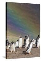 Gentoo Penguin on the Falkland Islands, Rookery under a Rainbow-Martin Zwick-Stretched Canvas