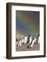 Gentoo Penguin on the Falkland Islands, Rookery under a Rainbow-Martin Zwick-Framed Photographic Print