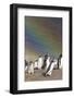 Gentoo Penguin on the Falkland Islands, Rookery under a Rainbow-Martin Zwick-Framed Photographic Print