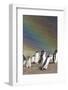 Gentoo Penguin on the Falkland Islands, Rookery under a Rainbow-Martin Zwick-Framed Photographic Print