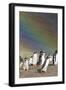 Gentoo Penguin on the Falkland Islands, Rookery under a Rainbow-Martin Zwick-Framed Photographic Print