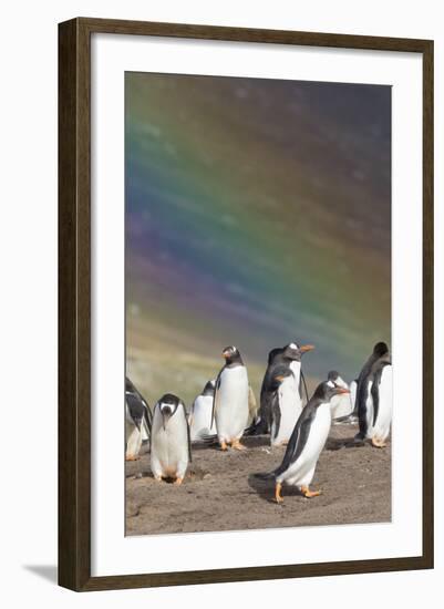 Gentoo Penguin on the Falkland Islands, Rookery under a Rainbow-Martin Zwick-Framed Photographic Print