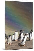 Gentoo Penguin on the Falkland Islands, Rookery under a Rainbow-Martin Zwick-Mounted Photographic Print