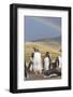 Gentoo Penguin on the Falkland Islands, Rookery under a Rainbow-Martin Zwick-Framed Photographic Print