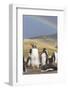 Gentoo Penguin on the Falkland Islands, Rookery under a Rainbow-Martin Zwick-Framed Photographic Print