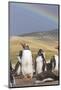 Gentoo Penguin on the Falkland Islands, Rookery under a Rainbow-Martin Zwick-Mounted Photographic Print