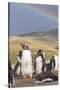 Gentoo Penguin on the Falkland Islands, Rookery under a Rainbow-Martin Zwick-Stretched Canvas