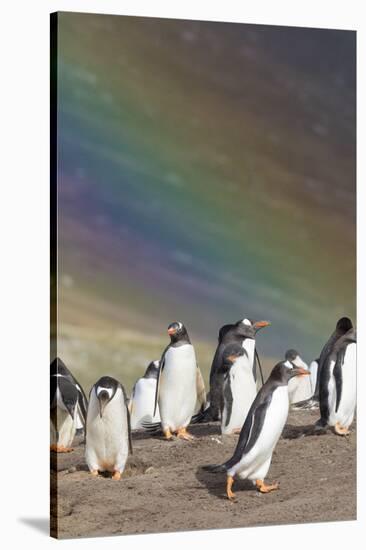 Gentoo Penguin on the Falkland Islands, Rookery under a Rainbow-Martin Zwick-Stretched Canvas