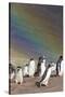 Gentoo Penguin on the Falkland Islands, Rookery under a Rainbow-Martin Zwick-Stretched Canvas