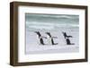 Gentoo Penguin on the Falkland Islands, Walking into the Surf-Martin Zwick-Framed Photographic Print