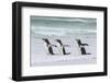 Gentoo Penguin on the Falkland Islands, Walking into the Surf-Martin Zwick-Framed Photographic Print