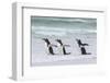 Gentoo Penguin on the Falkland Islands, Walking into the Surf-Martin Zwick-Framed Photographic Print