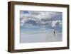 Gentoo Penguin on the sandy beach of Volunteer Point, Falkland Islands-Martin Zwick-Framed Photographic Print