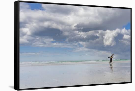 Gentoo Penguin on the sandy beach of Volunteer Point, Falkland Islands-Martin Zwick-Framed Stretched Canvas