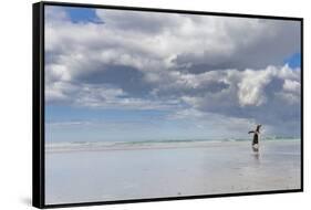 Gentoo Penguin on the sandy beach of Volunteer Point, Falkland Islands-Martin Zwick-Framed Stretched Canvas