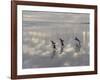 Gentoo Penguin on the sandy beach of Volunteer Point, Falkland Islands-Martin Zwick-Framed Photographic Print