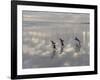 Gentoo Penguin on the sandy beach of Volunteer Point, Falkland Islands-Martin Zwick-Framed Photographic Print