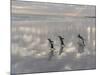 Gentoo Penguin on the sandy beach of Volunteer Point, Falkland Islands-Martin Zwick-Mounted Photographic Print