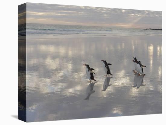 Gentoo Penguin on the sandy beach of Volunteer Point, Falkland Islands-Martin Zwick-Stretched Canvas