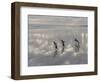 Gentoo Penguin on the sandy beach of Volunteer Point, Falkland Islands-Martin Zwick-Framed Photographic Print