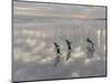 Gentoo Penguin on the sandy beach of Volunteer Point, Falkland Islands-Martin Zwick-Mounted Photographic Print