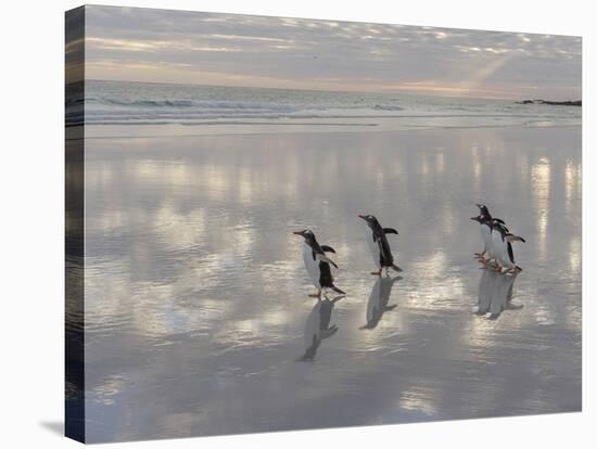 Gentoo Penguin on the sandy beach of Volunteer Point, Falkland Islands-Martin Zwick-Stretched Canvas