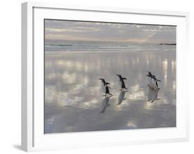 Gentoo Penguin on the sandy beach of Volunteer Point, Falkland Islands-Martin Zwick-Framed Photographic Print