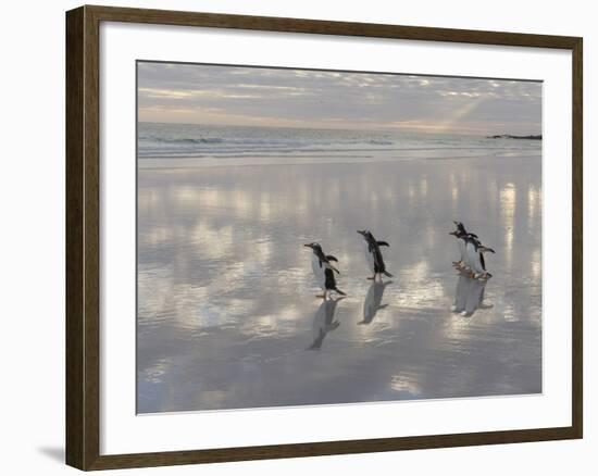 Gentoo Penguin on the sandy beach of Volunteer Point, Falkland Islands-Martin Zwick-Framed Photographic Print