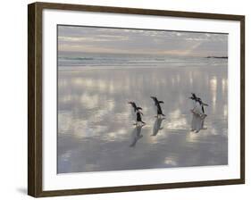 Gentoo Penguin on the sandy beach of Volunteer Point, Falkland Islands-Martin Zwick-Framed Photographic Print