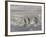 Gentoo Penguin on the sandy beach of Volunteer Point, Falkland Islands-Martin Zwick-Framed Photographic Print