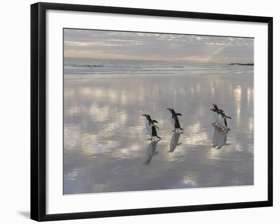 Gentoo Penguin on the sandy beach of Volunteer Point, Falkland Islands-Martin Zwick-Framed Photographic Print