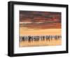 Gentoo Penguin on the sandy beach of Volunteer Point, Falkland Islands-Martin Zwick-Framed Photographic Print