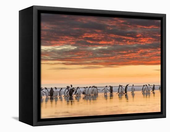 Gentoo Penguin on the sandy beach of Volunteer Point, Falkland Islands-Martin Zwick-Framed Stretched Canvas