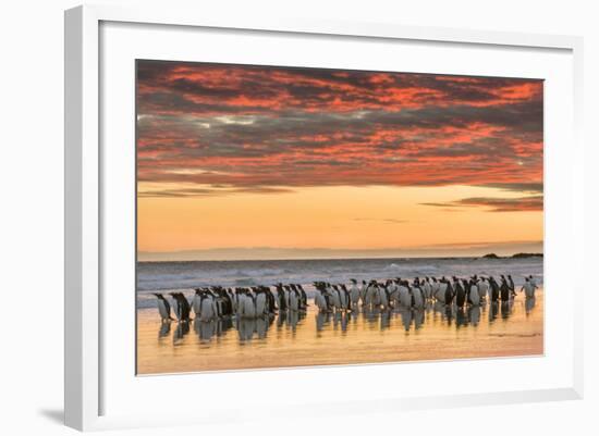 Gentoo Penguin on the sandy beach of Volunteer Point, Falkland Islands-Martin Zwick-Framed Photographic Print