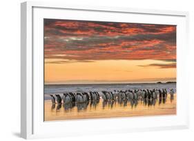 Gentoo Penguin on the sandy beach of Volunteer Point, Falkland Islands-Martin Zwick-Framed Photographic Print