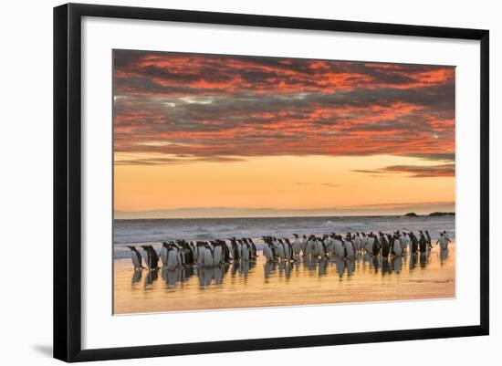 Gentoo Penguin on the sandy beach of Volunteer Point, Falkland Islands-Martin Zwick-Framed Photographic Print