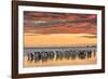 Gentoo Penguin on the sandy beach of Volunteer Point, Falkland Islands-Martin Zwick-Framed Photographic Print