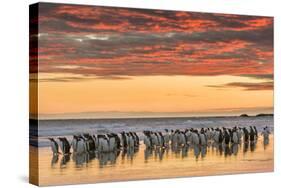 Gentoo Penguin on the sandy beach of Volunteer Point, Falkland Islands-Martin Zwick-Stretched Canvas