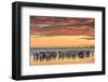 Gentoo Penguin on the sandy beach of Volunteer Point, Falkland Islands-Martin Zwick-Framed Photographic Print