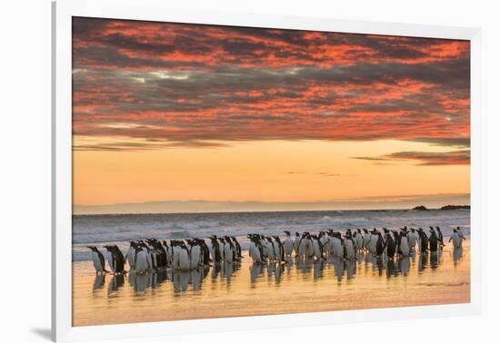 Gentoo Penguin on the sandy beach of Volunteer Point, Falkland Islands-Martin Zwick-Framed Photographic Print