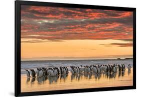 Gentoo Penguin on the sandy beach of Volunteer Point, Falkland Islands-Martin Zwick-Framed Photographic Print