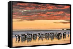 Gentoo Penguin on the sandy beach of Volunteer Point, Falkland Islands-Martin Zwick-Framed Stretched Canvas