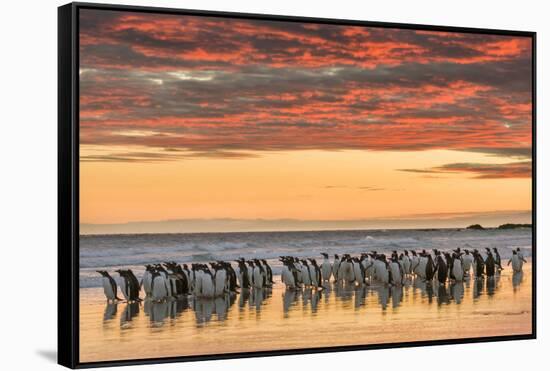 Gentoo Penguin on the sandy beach of Volunteer Point, Falkland Islands-Martin Zwick-Framed Stretched Canvas