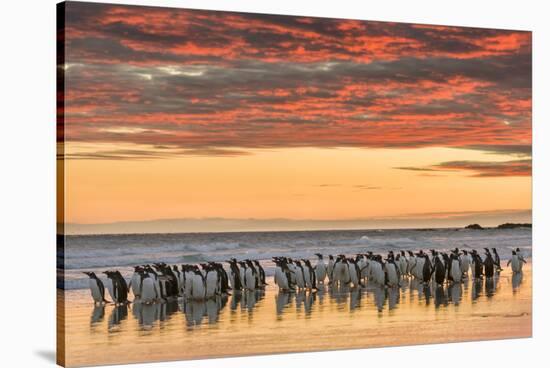 Gentoo Penguin on the sandy beach of Volunteer Point, Falkland Islands-Martin Zwick-Stretched Canvas