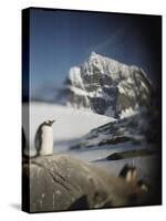 Gentoo Penguin on Wiencke Island, Antarctica-Paul Souders-Stretched Canvas