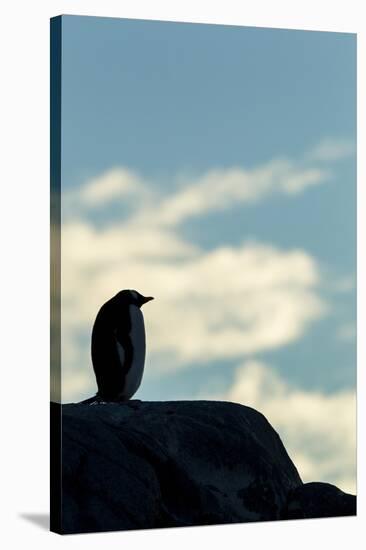 Gentoo Penguin on Wiencke Island, Antarctica-Paul Souders-Stretched Canvas