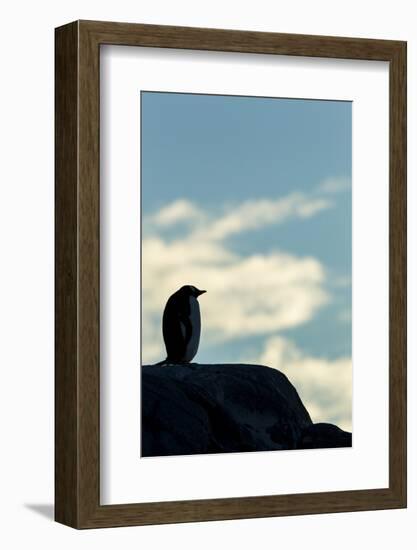 Gentoo Penguin on Wiencke Island, Antarctica-Paul Souders-Framed Photographic Print