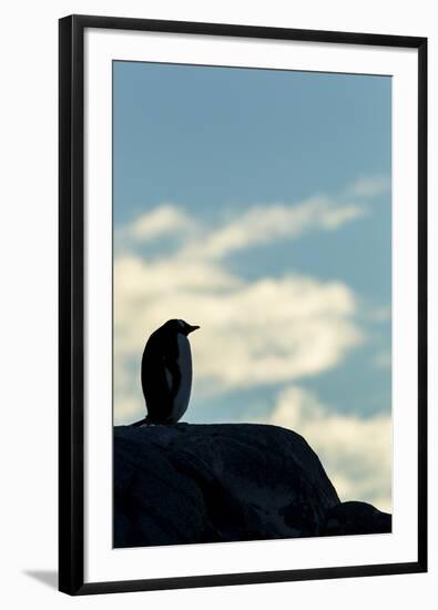 Gentoo Penguin on Wiencke Island, Antarctica-Paul Souders-Framed Photographic Print